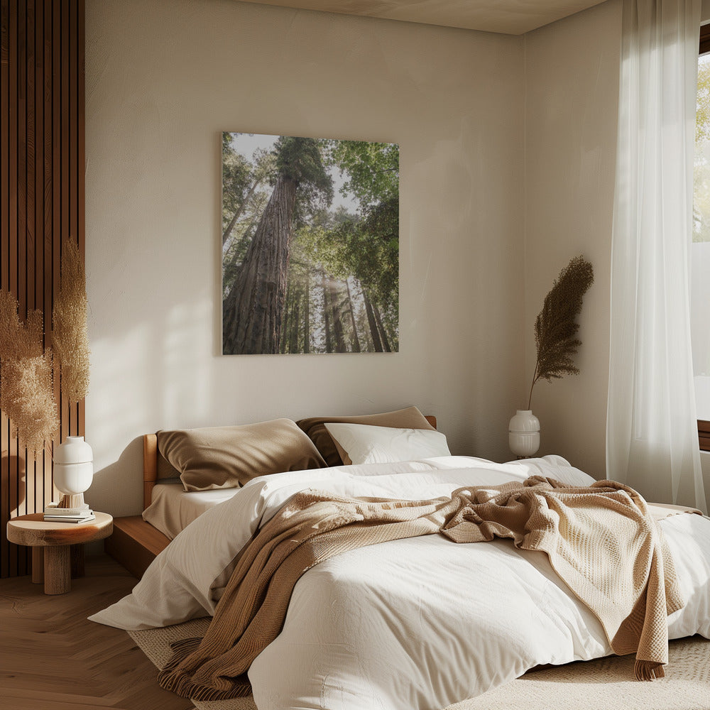 Torenhoge sequoia's | Canvas