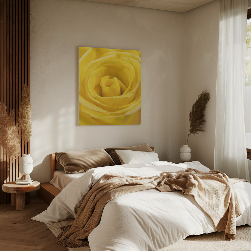 gele roos | Canvas