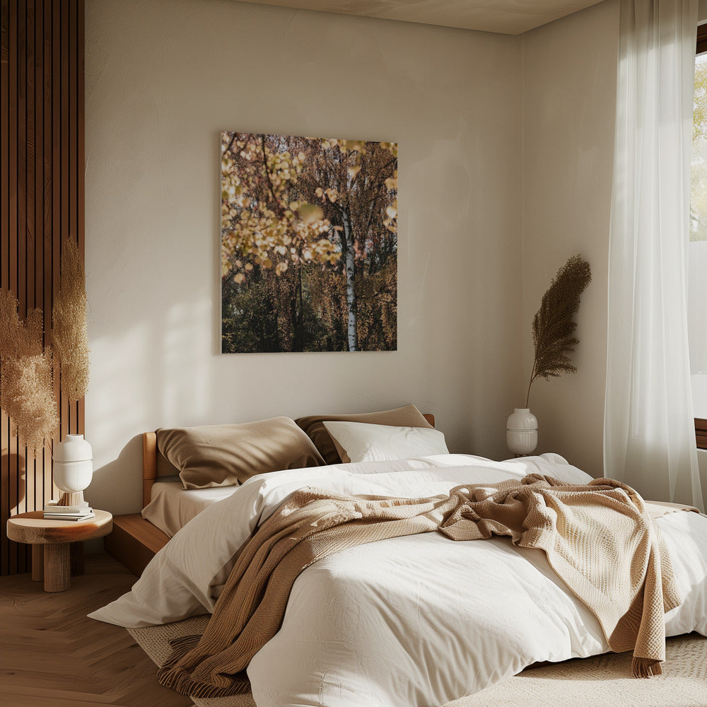 Autumn Birch Tree | Canvas