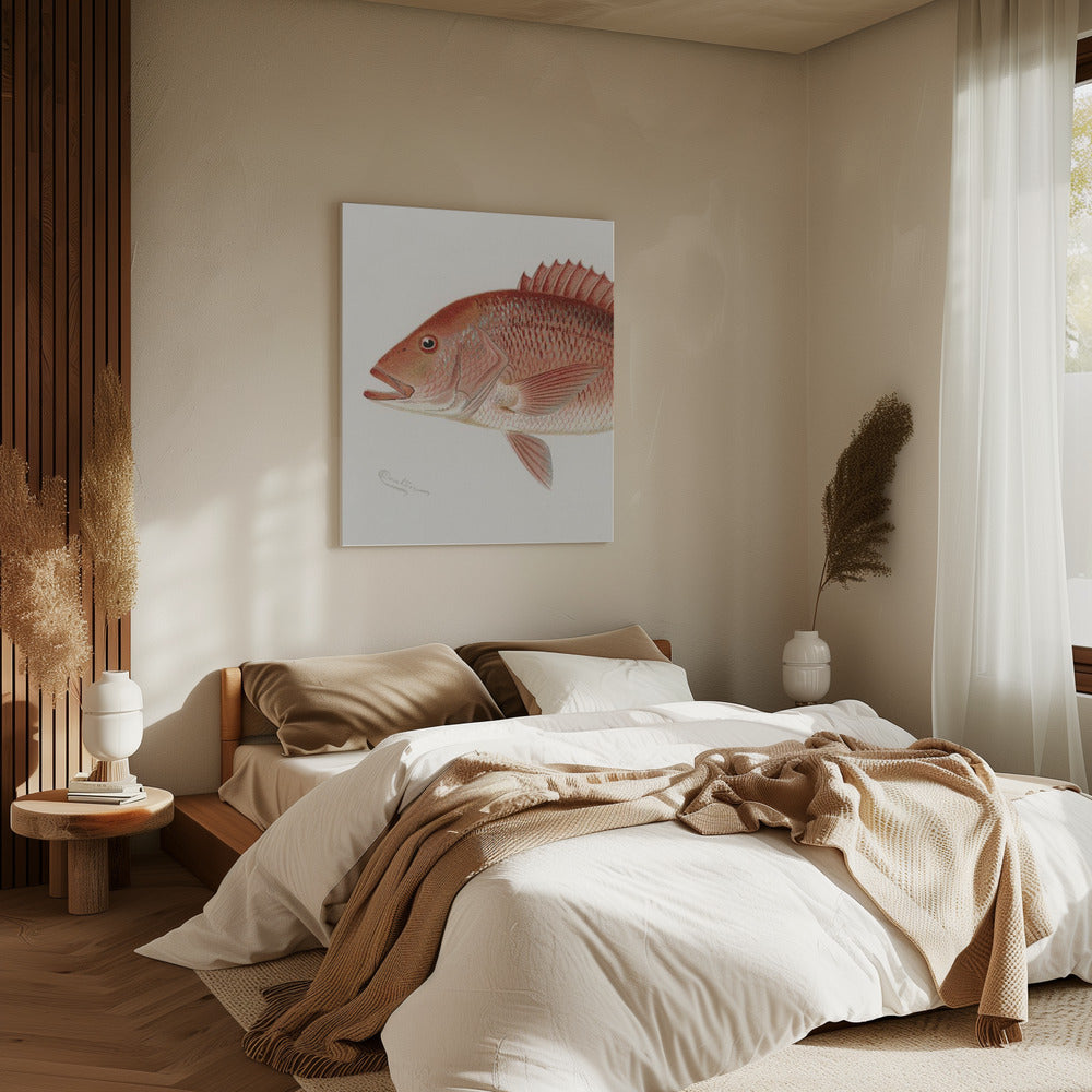 Rode Snapper | Canvas