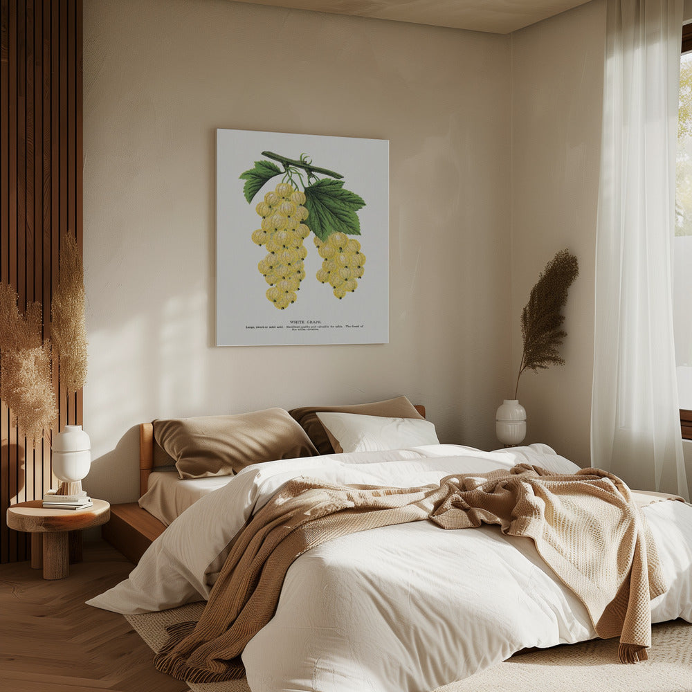 Witte druivenlitho | Canvas