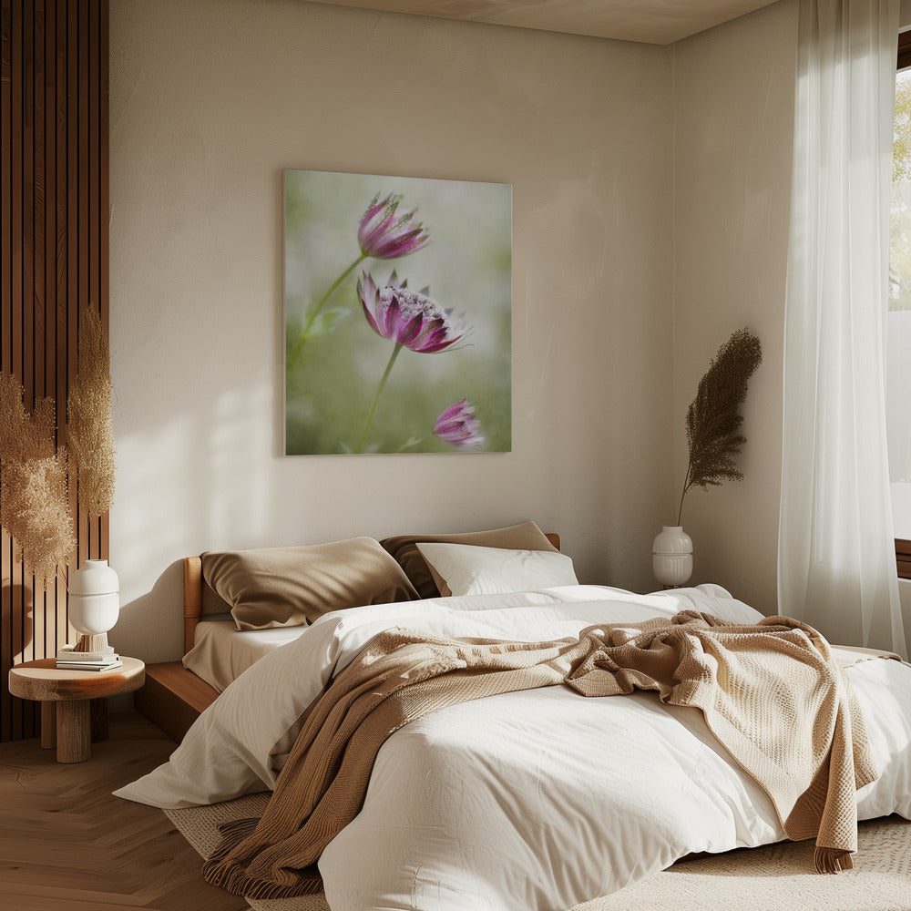 Astrantia | Canvas