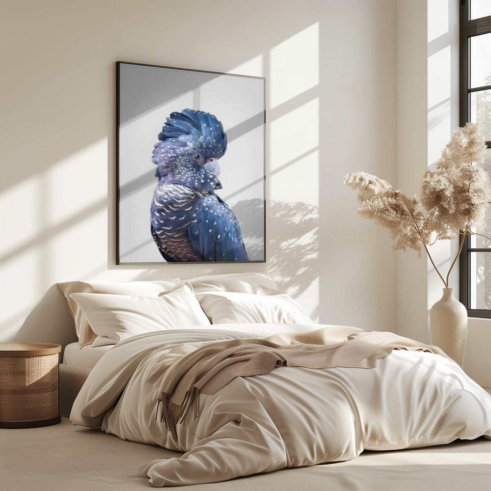 Zwarte Kaketoe | Poster