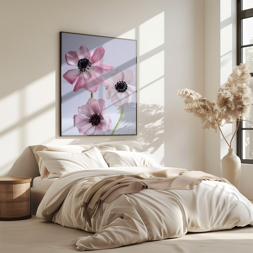 Elegante roze anemoonbloemen | Poster