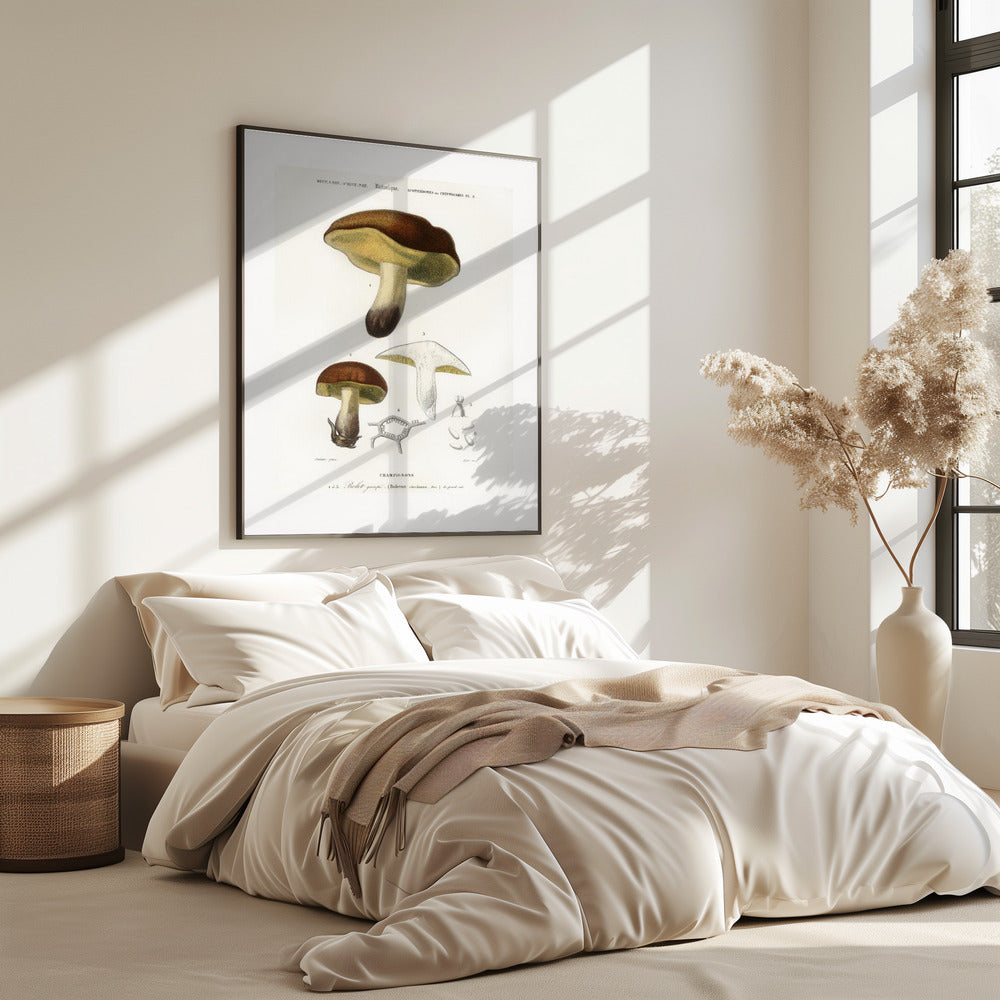 Paddenstoel (boletus Circinans) | Poster