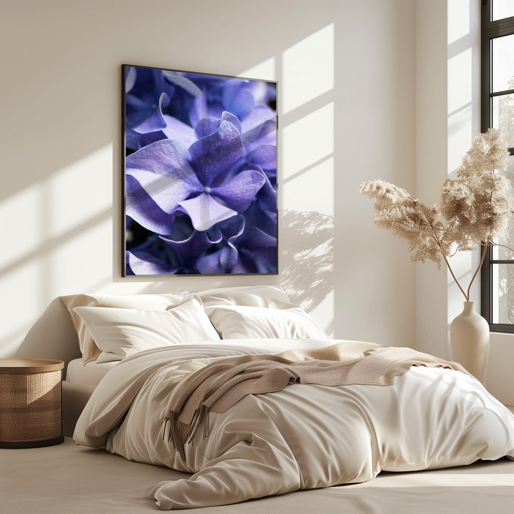 Delicate paarse hortensiablaadjes | Poster