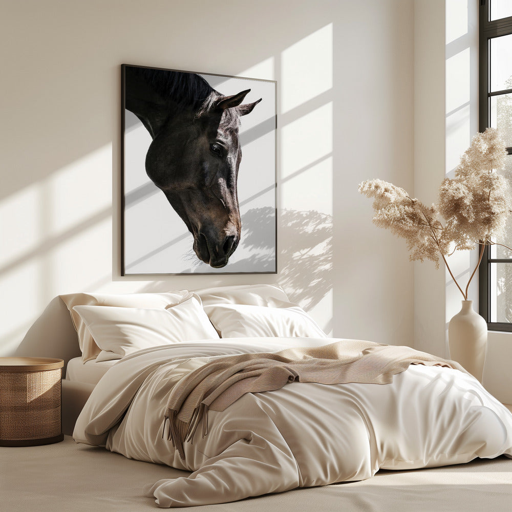 Zachte paardenblik | Poster