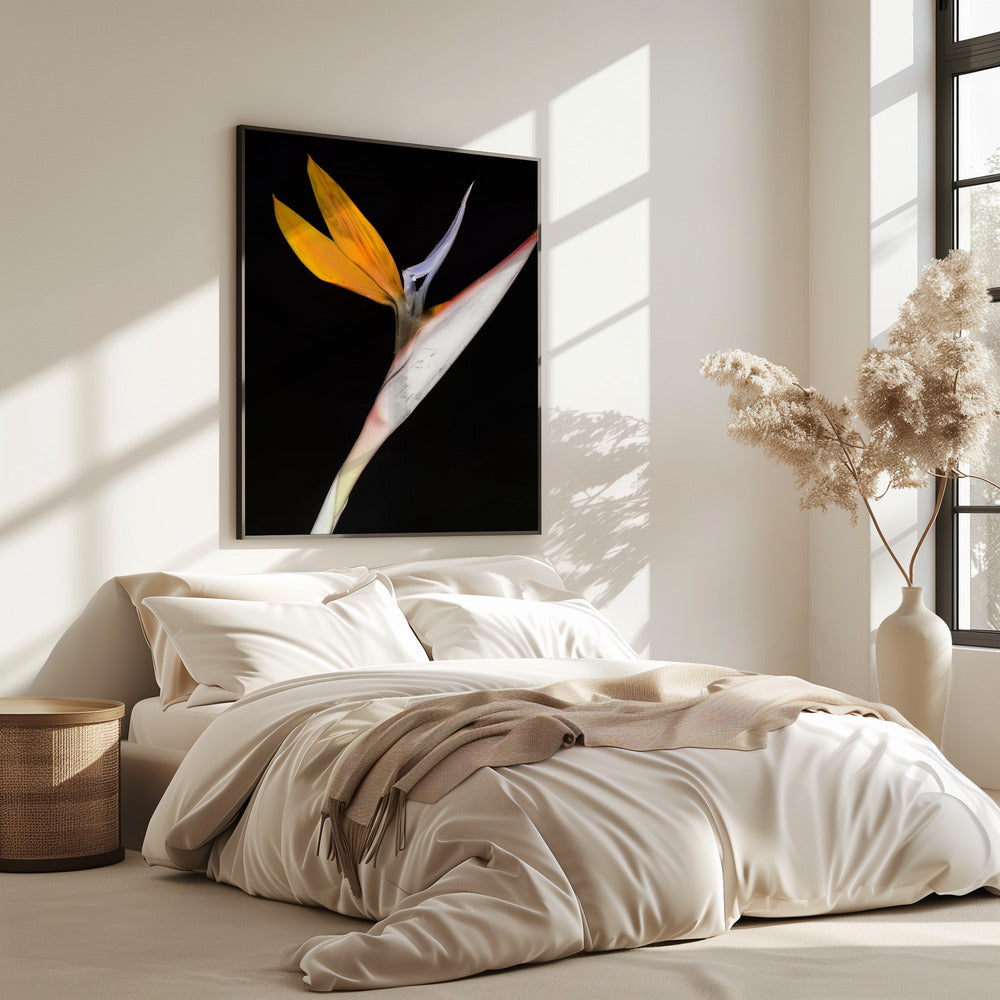 Paradijsvogel | Poster