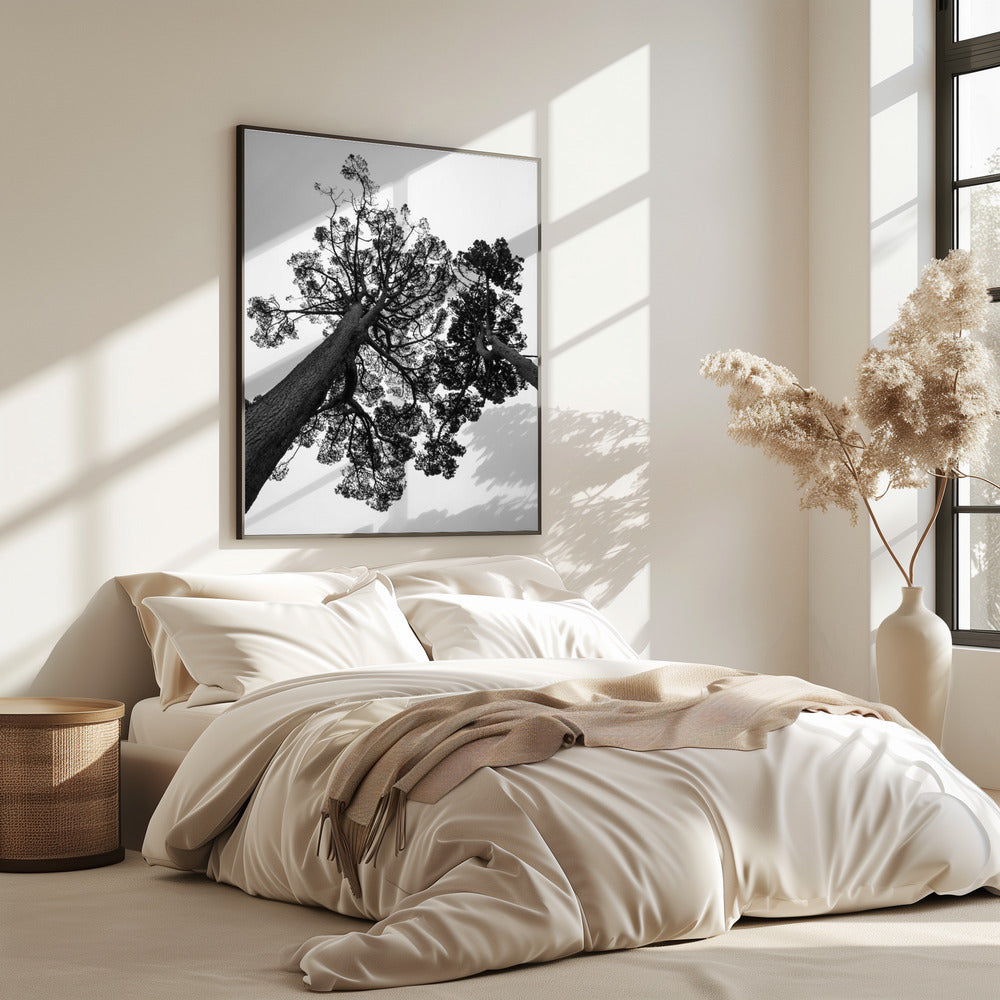 Torenhoge dennen | Poster