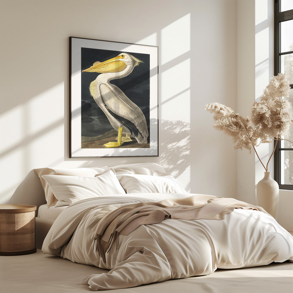 Amerikaanse witte pelikaan uit Birds of America (1827) | Poster