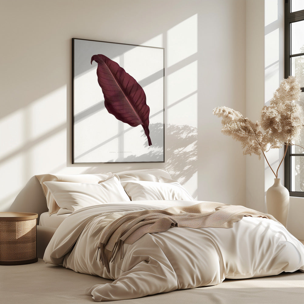 Pink Canna Atronigricans Leaf Illustration | Poster