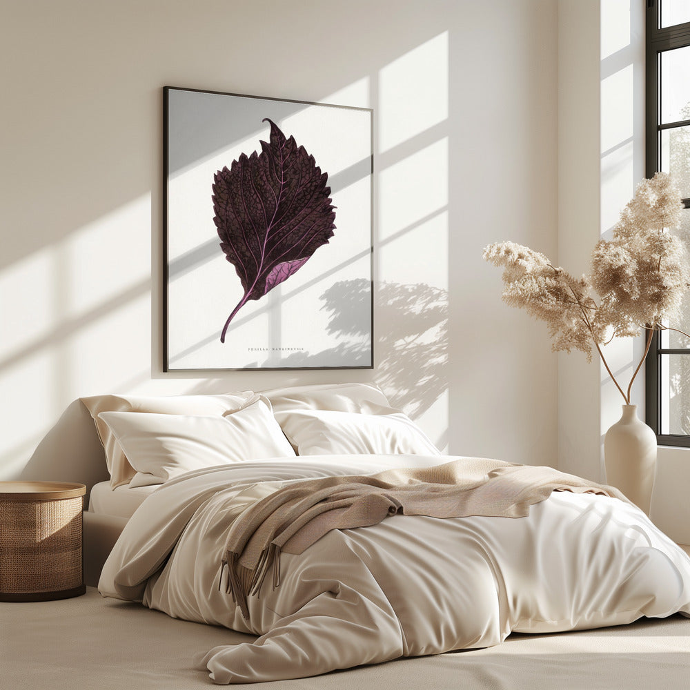 Pink Perilla Nankinensis Leaf Illustration | Poster