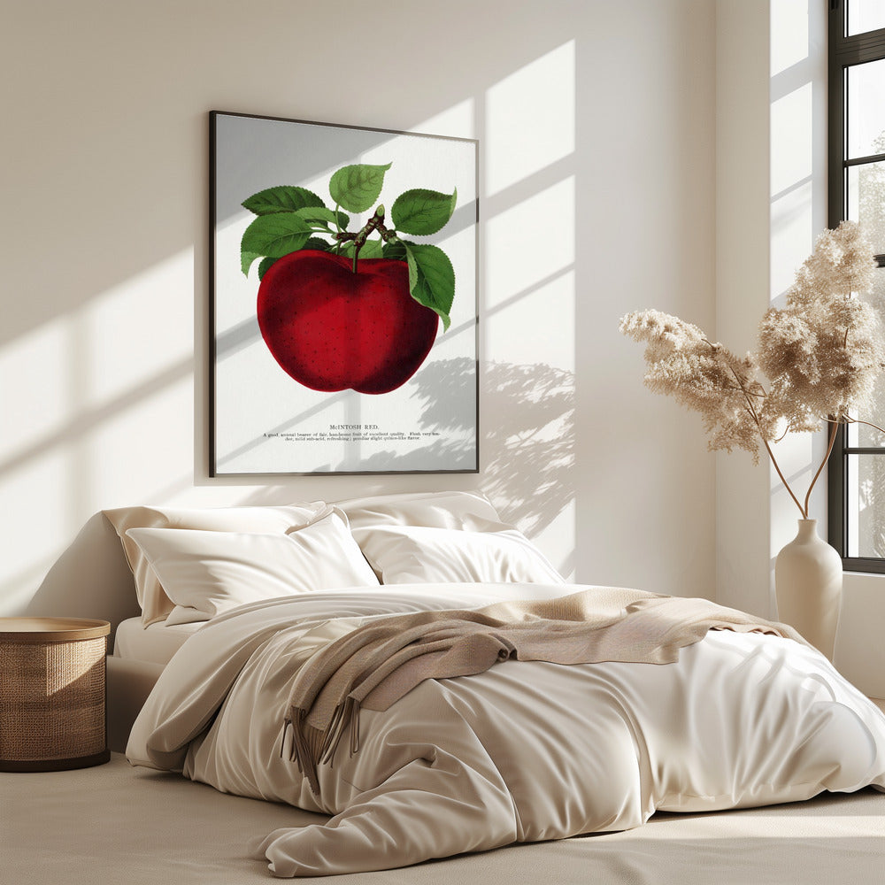 Mcintosh Red Apple Lithografie | Poster