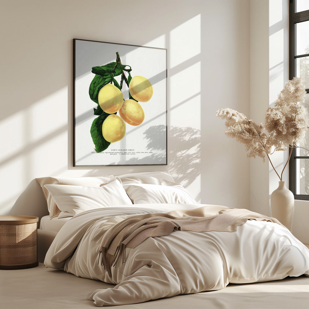 Coe's Golden Drop Plum Lithografie | Poster
