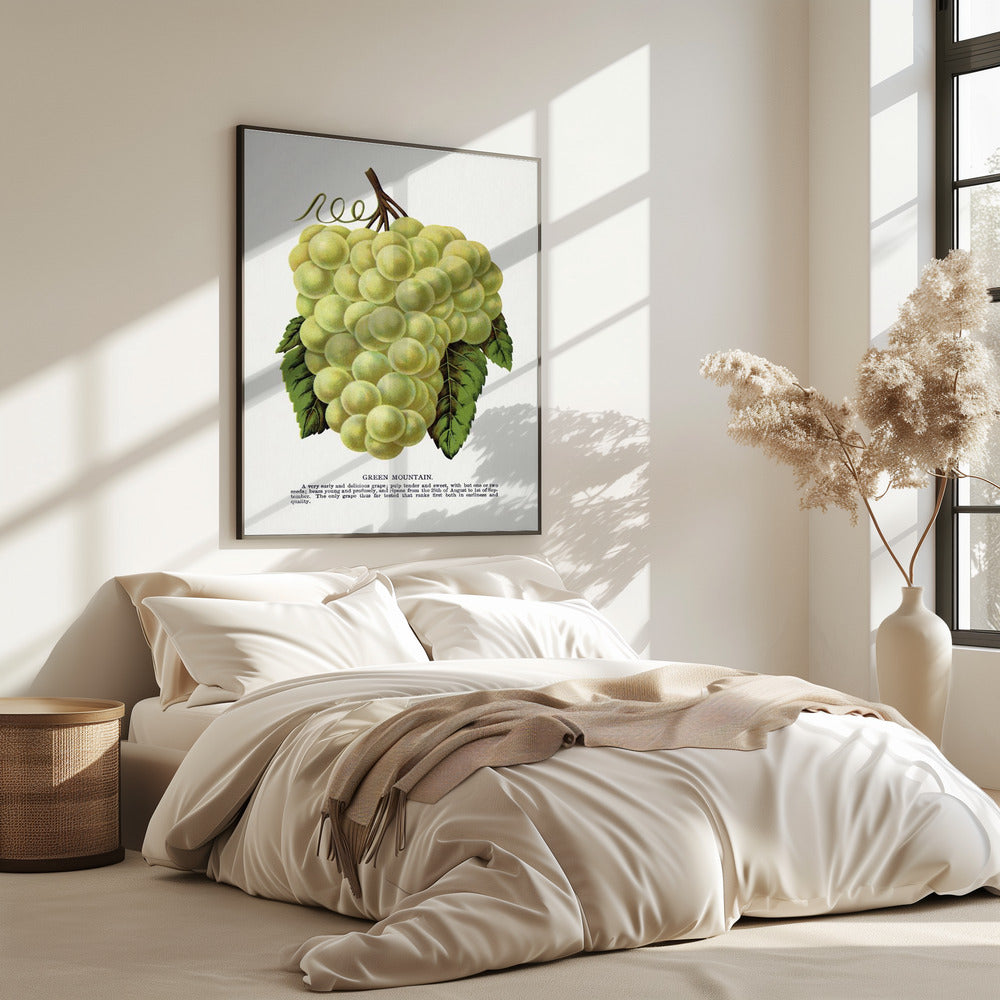 Groene bergdruiflithografie | Poster