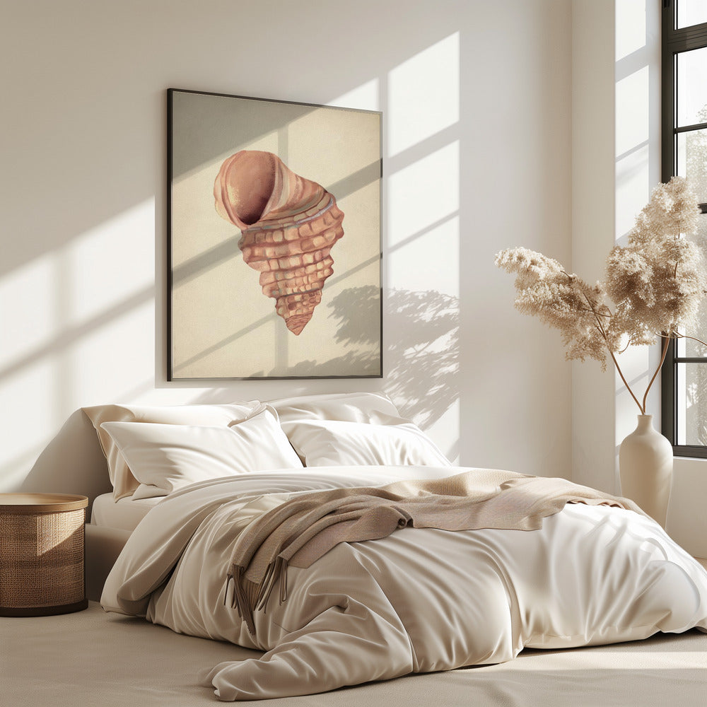 Roze schelpen | Poster