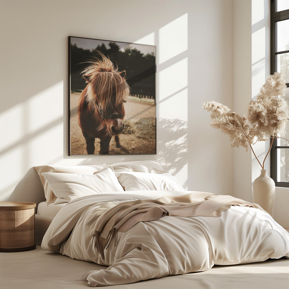 Pony met een ruige manen | Poster