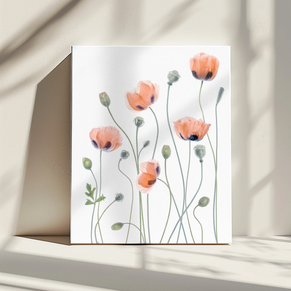 Klaprozen | Canvas
