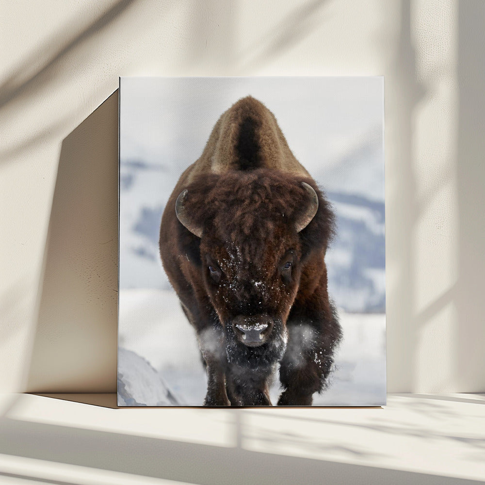 Bizons komen eraan | Canvas