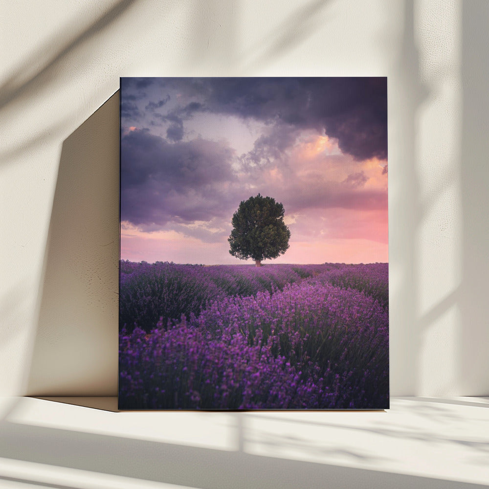 Lavendelvelden, Isparta | Canvas