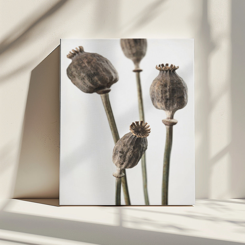 Dried_006 | Canvas
