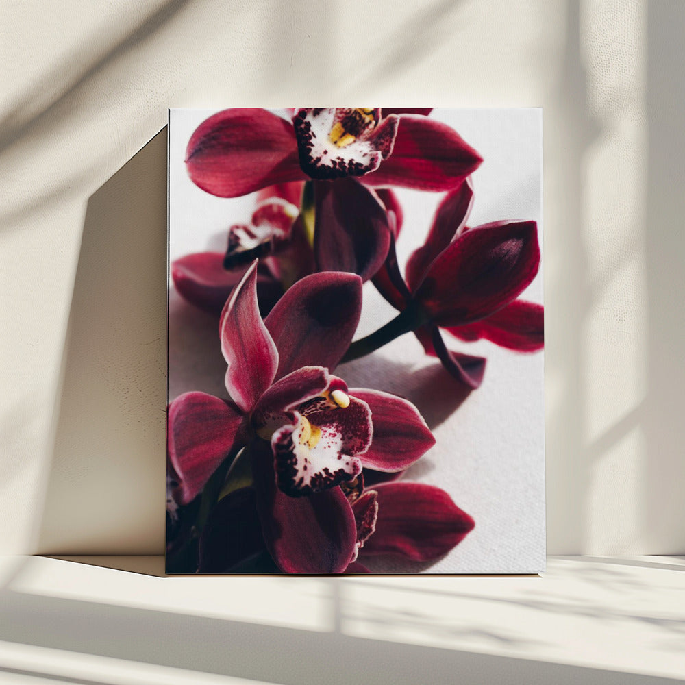 Rode orchideeën met delicate bloemblaadjes | Canvas