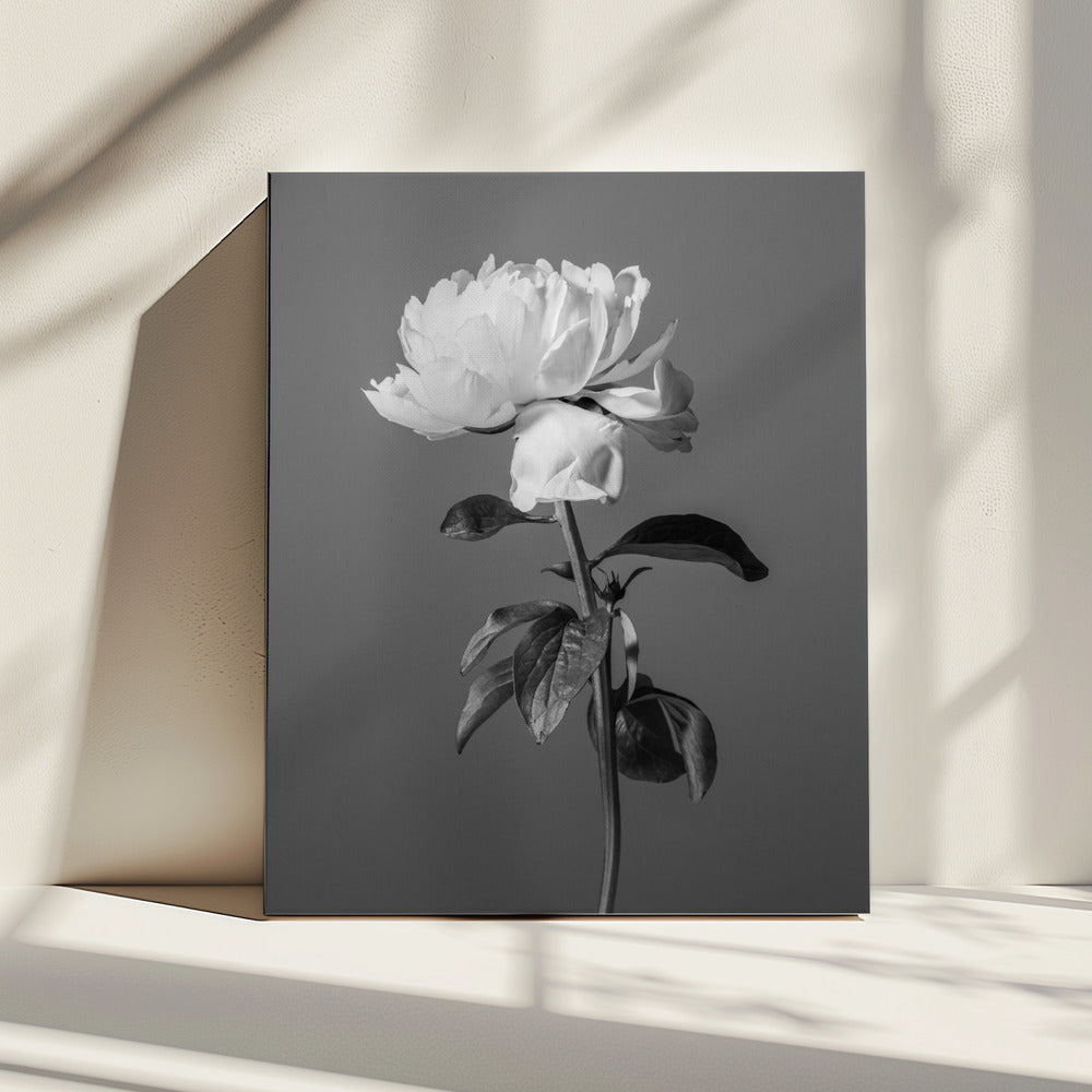 Pioenroos Zwart-wit | Canvas