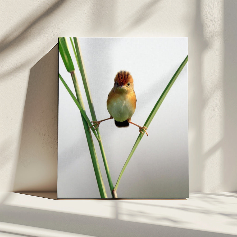 Kung Fu Meester | Canvas