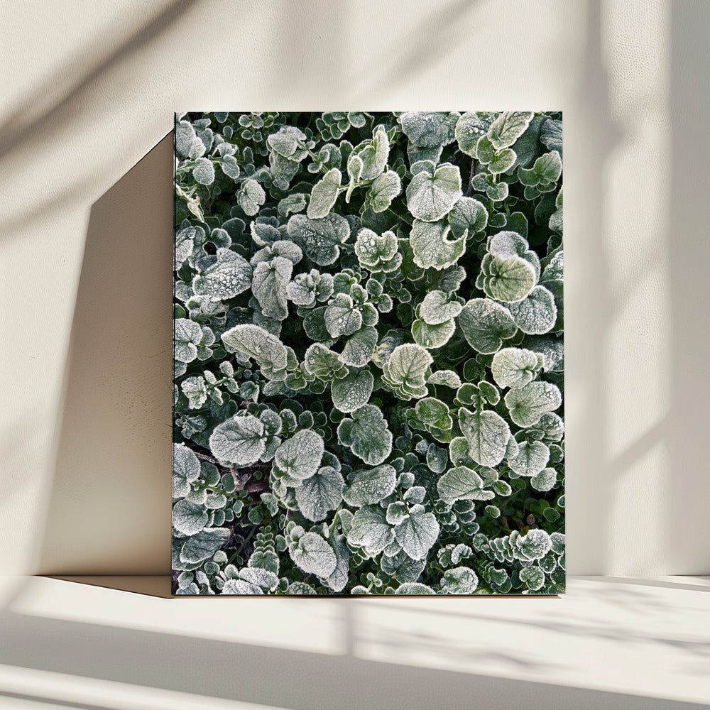Mat | Canvas