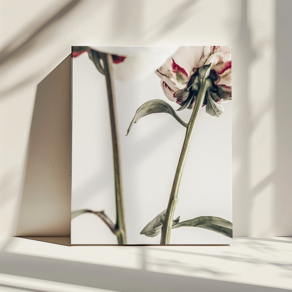 Pioenroos 01 | Canvas