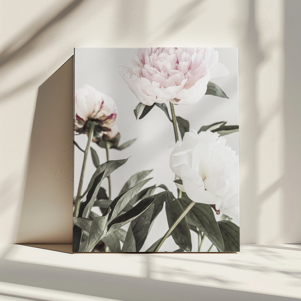 Pioenroos 04 | Canvas
