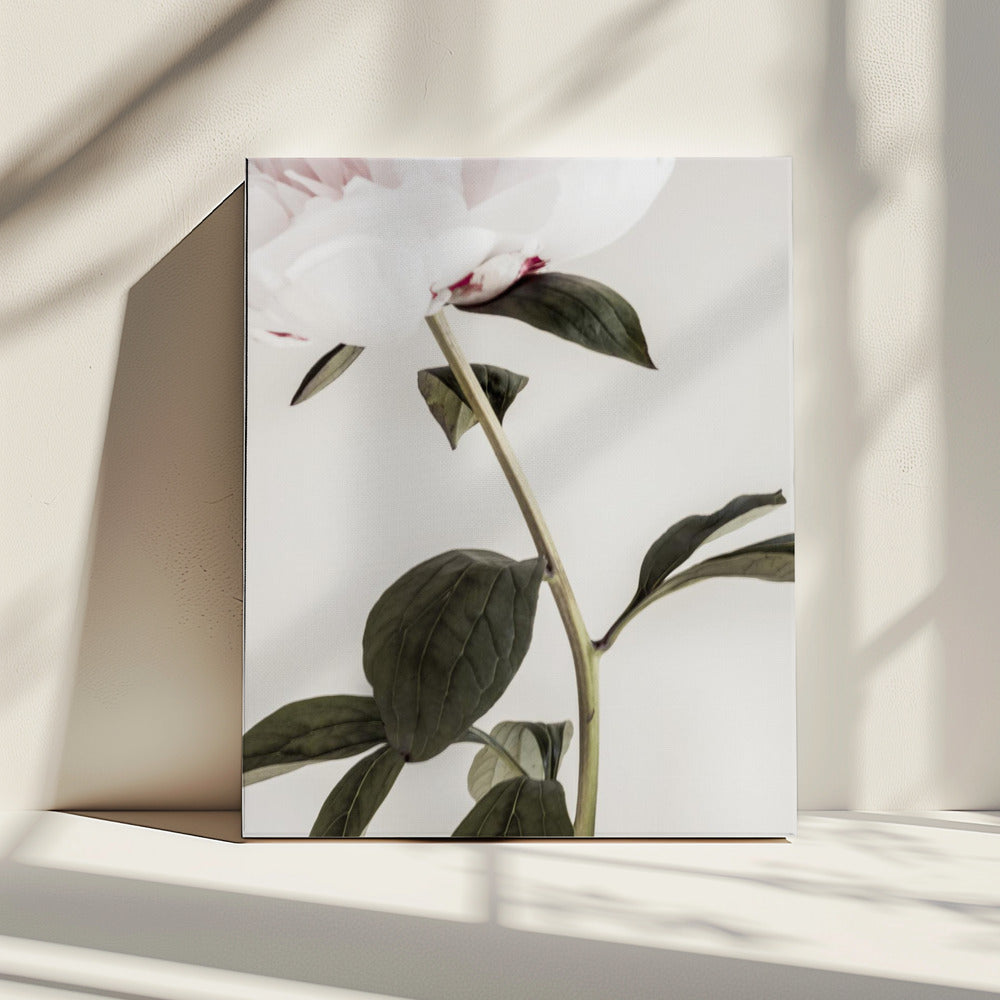 Pioenroos 09 | Canvas