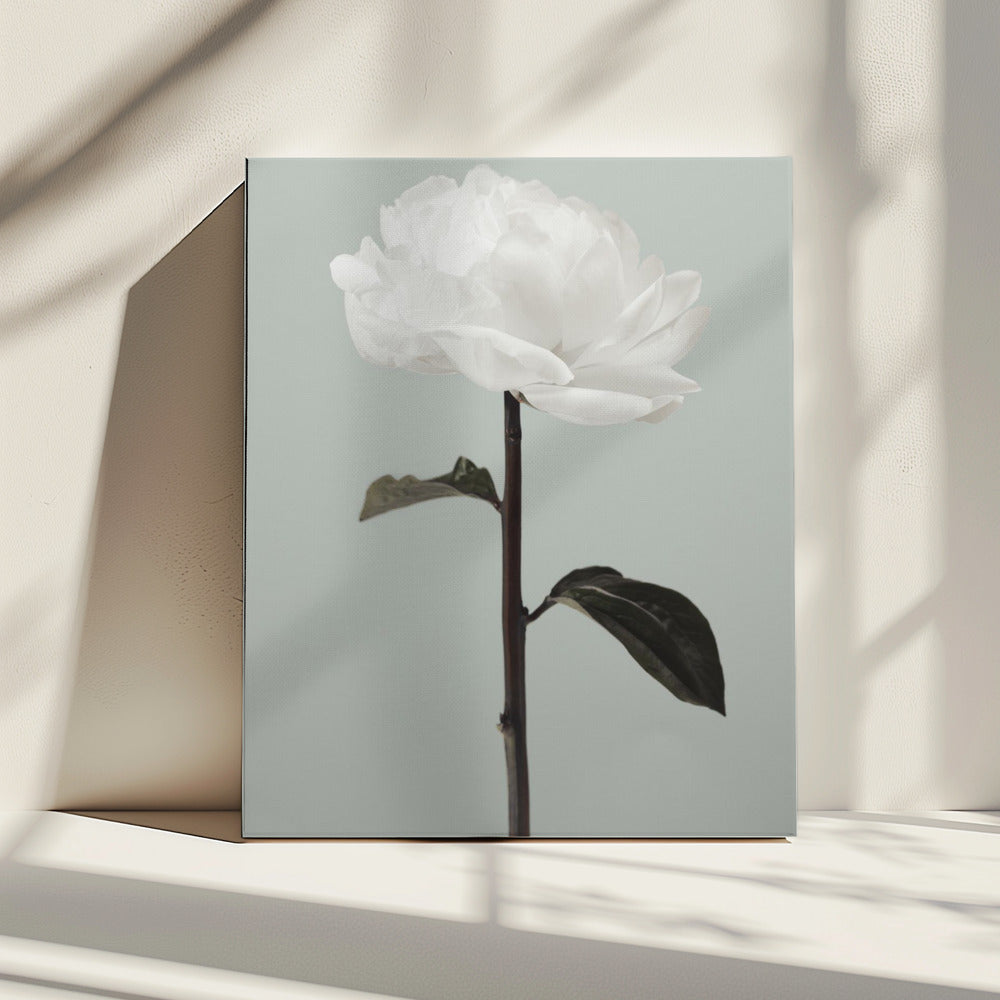 Pioenroos 16 | Canvas