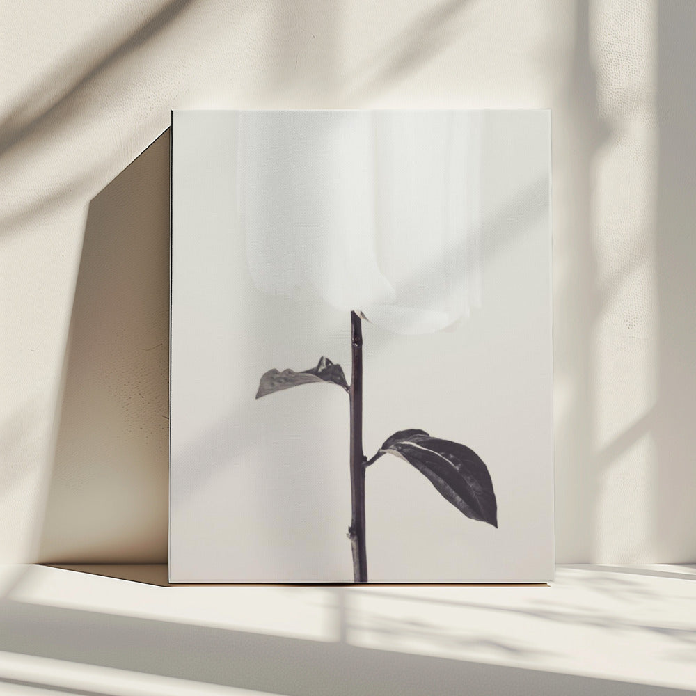 Pioenroos 18 | Canvas