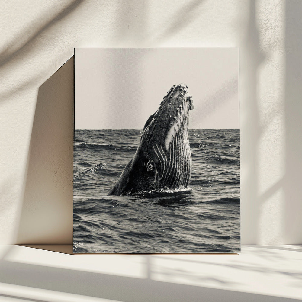 Geheim van de Walvis | Canvas