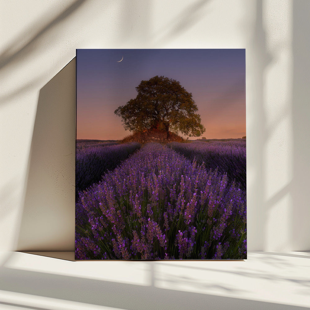 Lavendel en Maan | Canvas