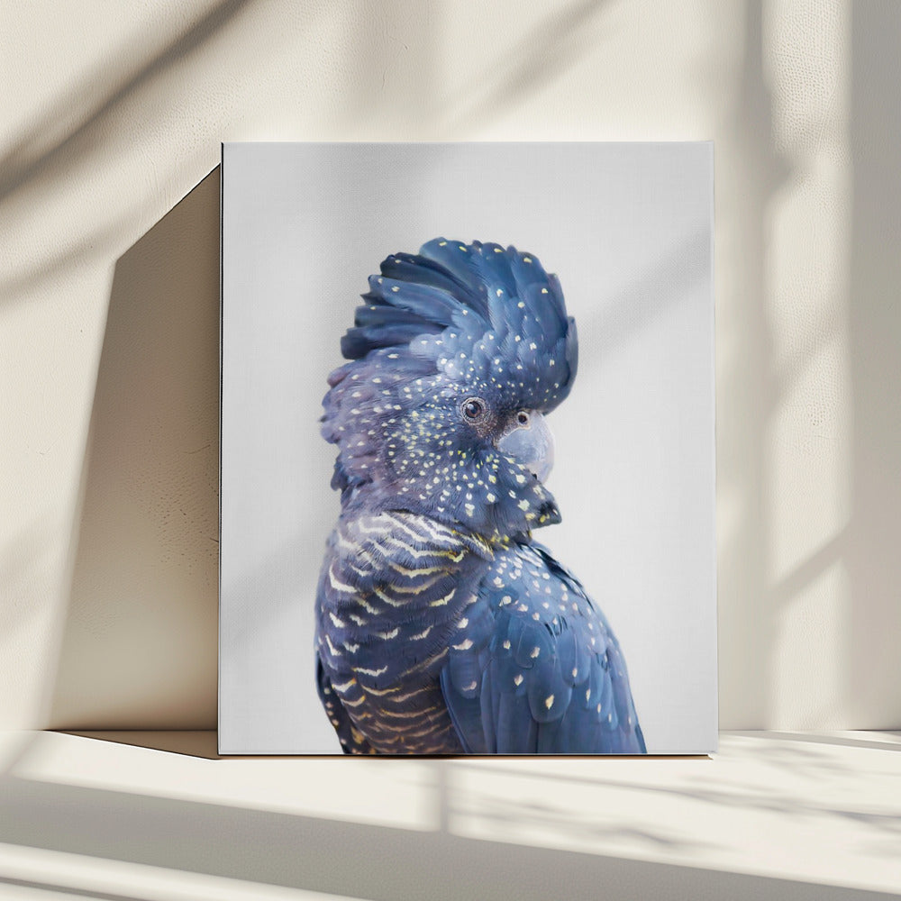 Zwarte Kaketoe | Canvas