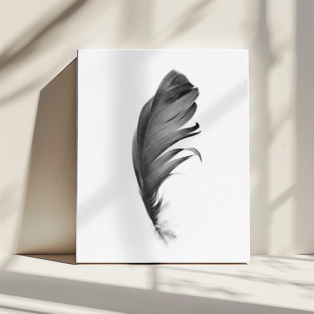 Veer | Canvas