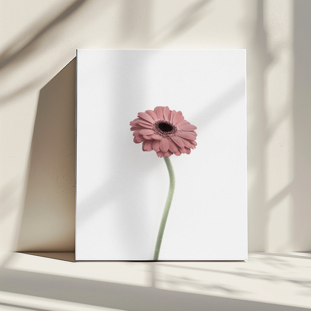 Roze Gerbera | Canvas