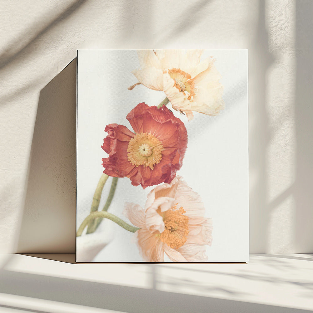 Klaprozen | Canvas