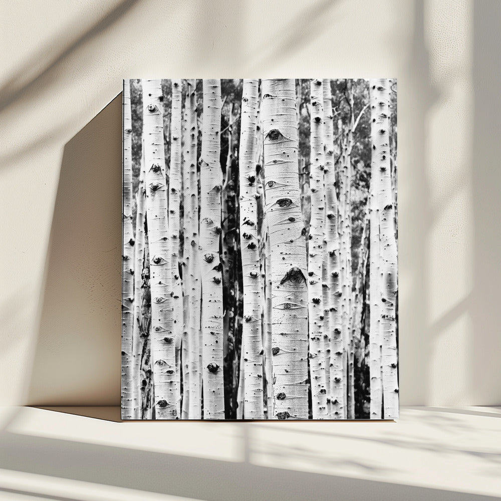 Berken | Canvas