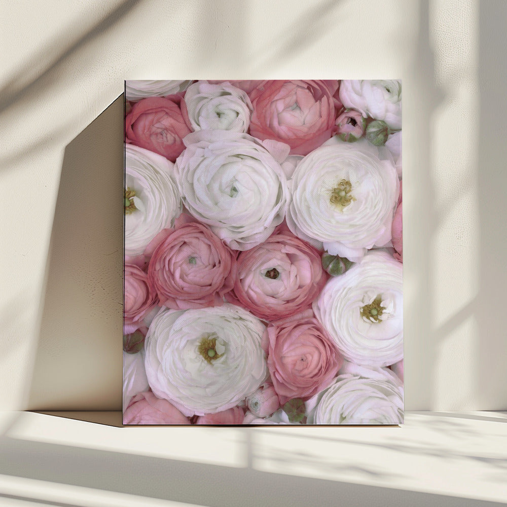 Verspreide ranonkel in gedempt roze II | Canvas