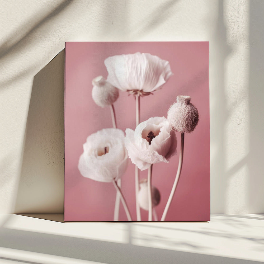 Zacht bloeiende klaprozen | Canvas