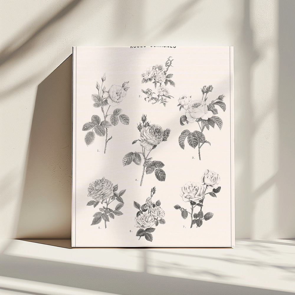 Rozen | Canvas