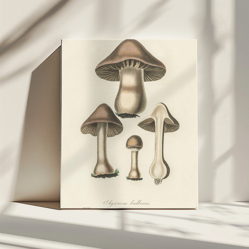 Illustratie van Agaricus Bulbosus. Medische plantkunde 1836 | Canvas