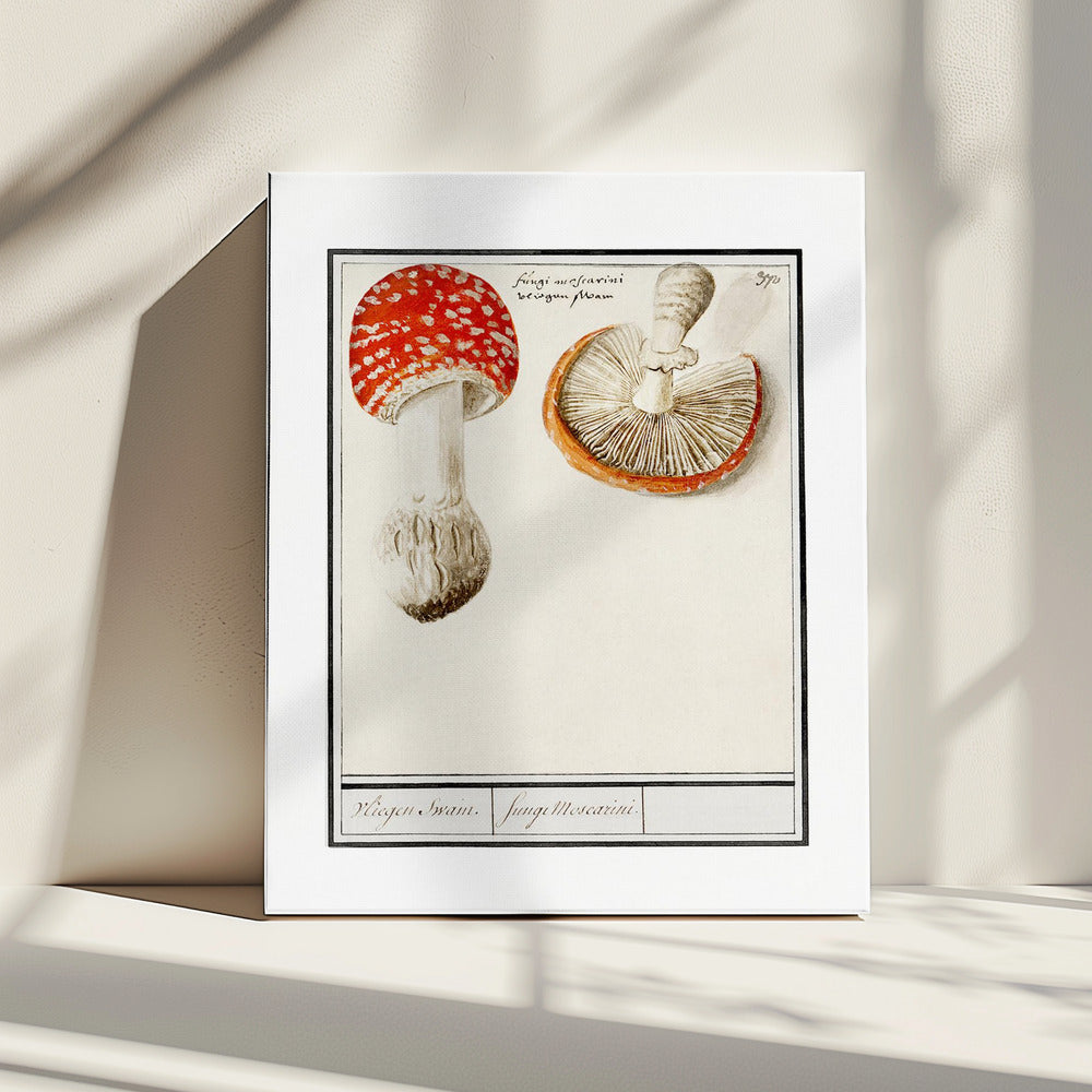 Vliegenzwam, Amanita Muscaria | Canvas