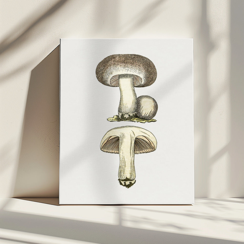 Handgetekende veldpaddestoel grijs | Canvas