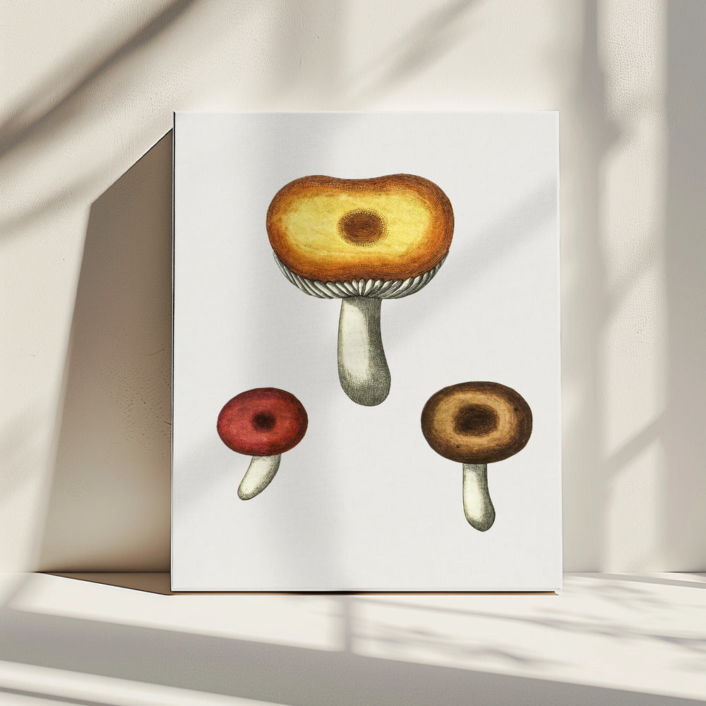 Handgetekende Galerina-paddestoel | Canvas