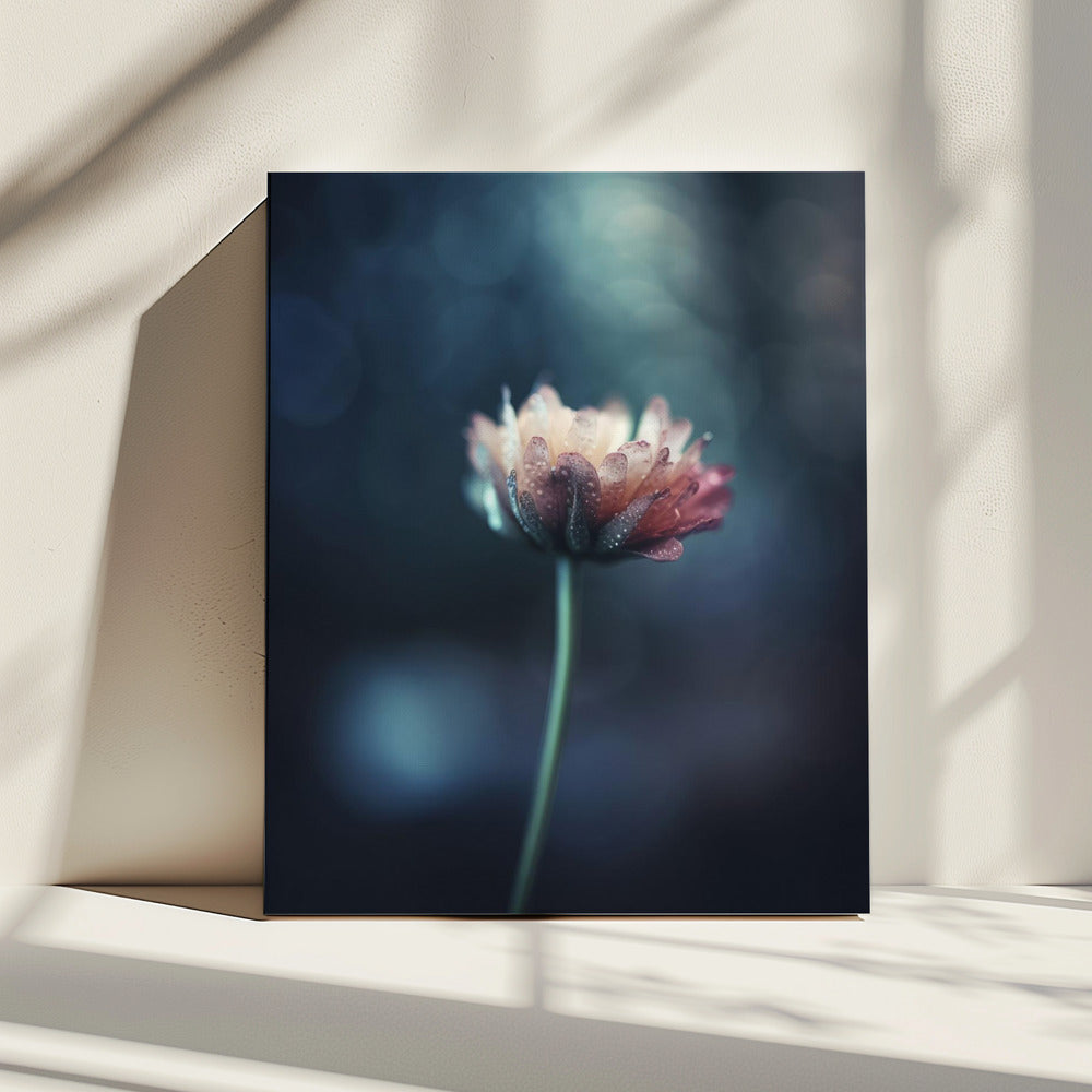 Dauwgekuste bloesem | Canvas