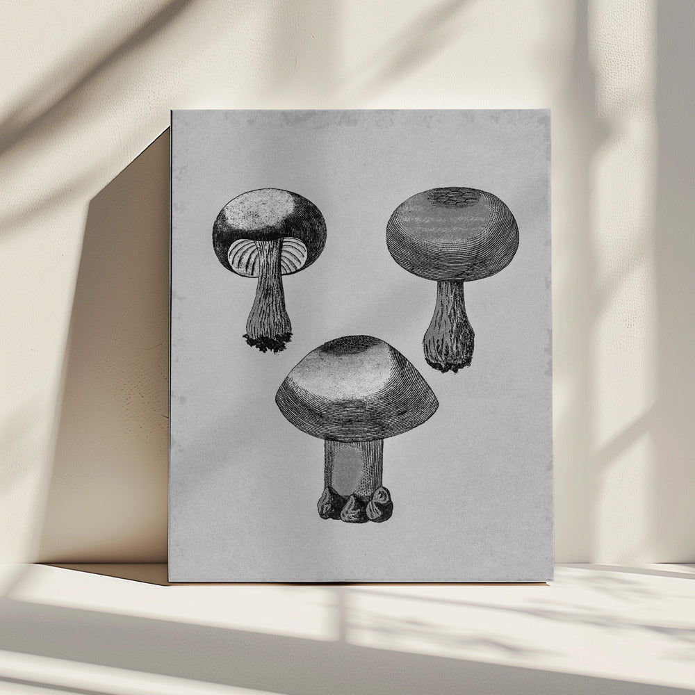 Violette webcap-paddestoel | Canvas